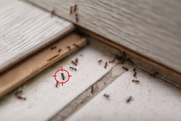 Best Insect Control  in Mission, OR