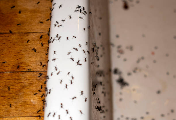 Best Ant Control Services  in Mission, OR